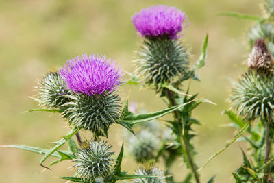 Milk Thistle
